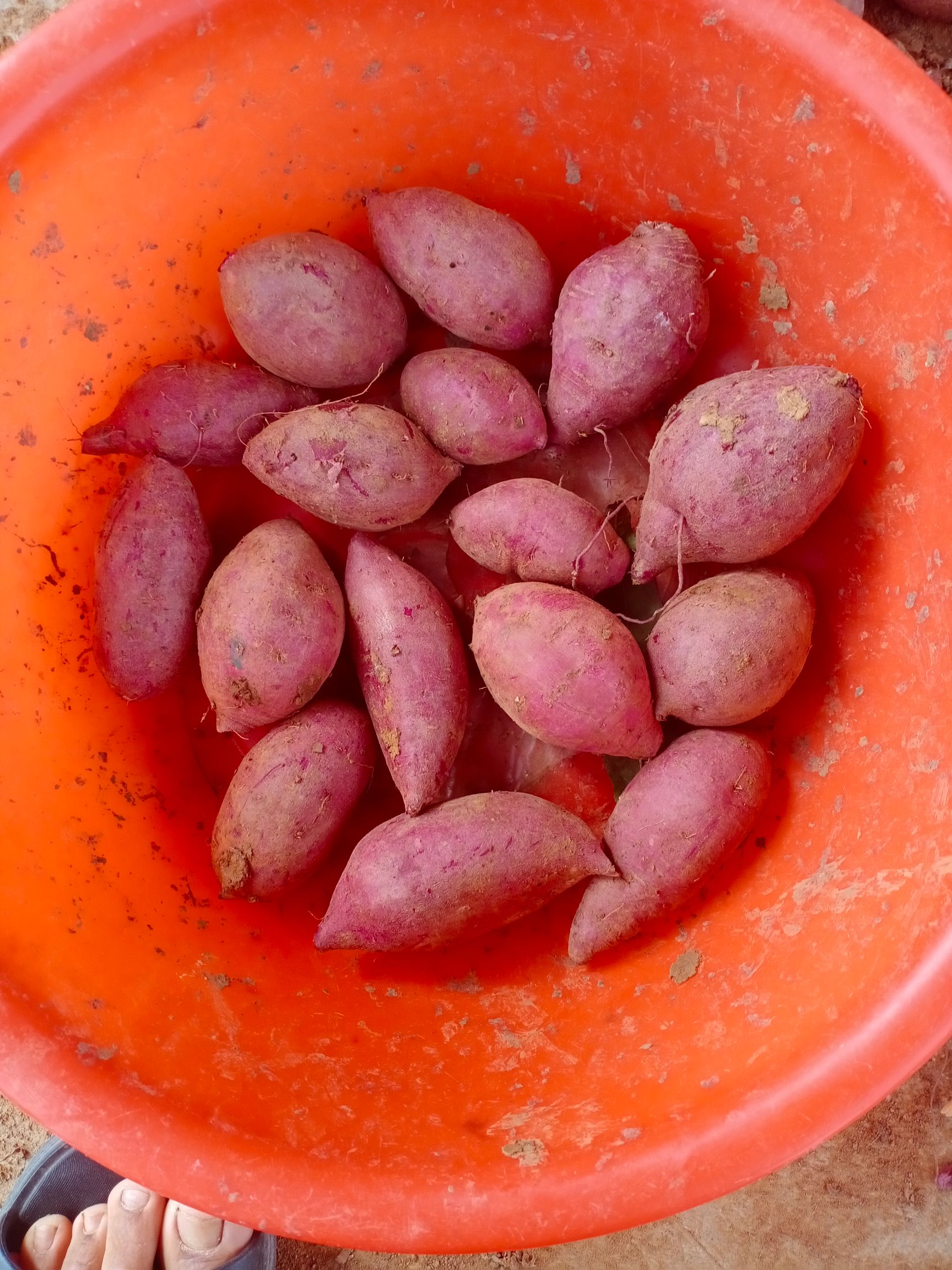 紫罗兰紫薯  大量供应紫罗兰圆球货，电商货，市场货，工厂货