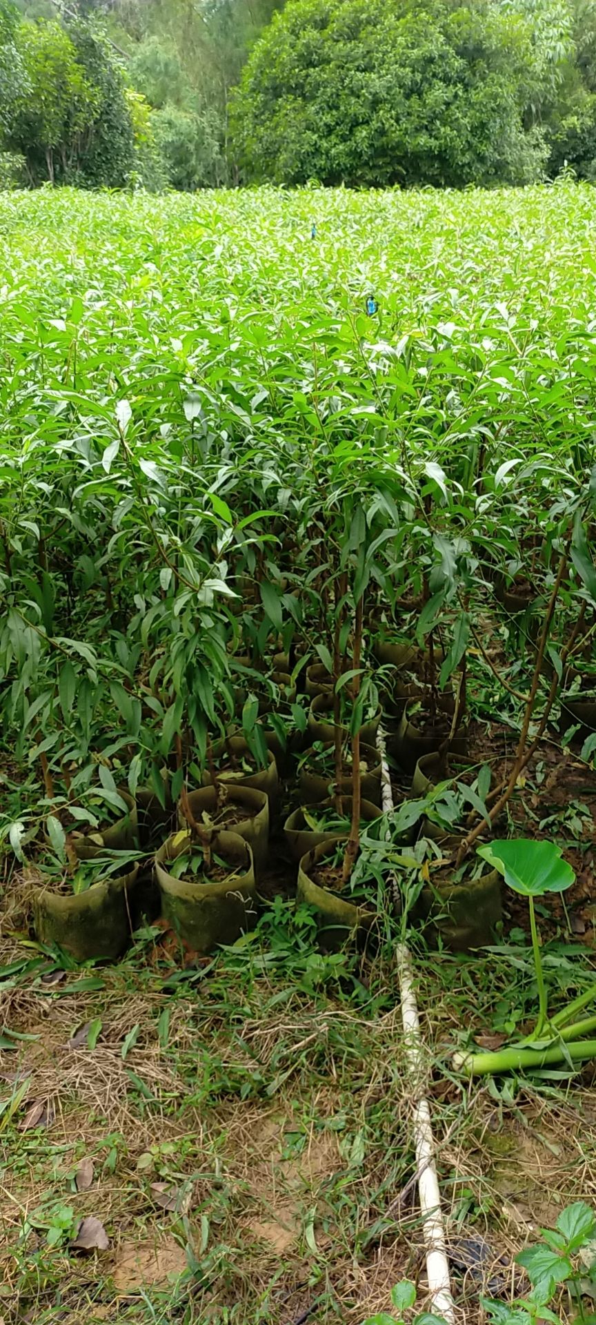 观赏桃苗  观赏桃花