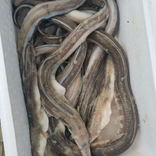 七星鳗鱼 30-60cm 鲜活水产 0.6-0.8公斤 