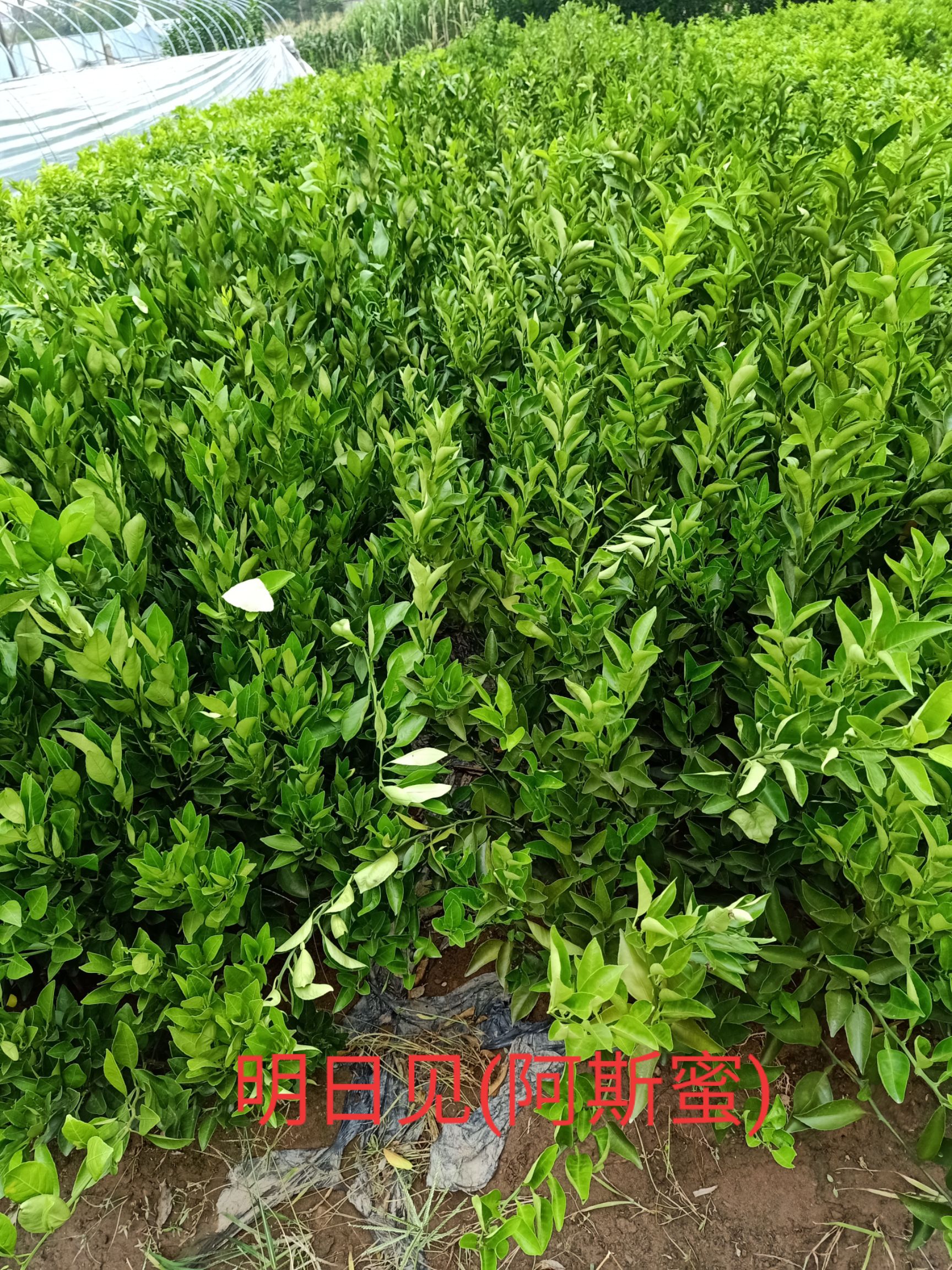 红美人柑桔苗 各种品种柑桔苗，根好叶茂，品种纯正，价格优惠，欢迎选购