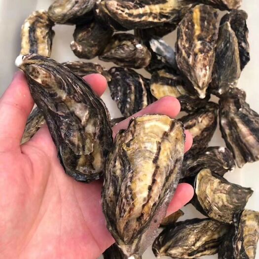 厦门南澳生蚝  新西兰蚝～马尔伯勒L号