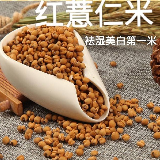 单县生薏仁  薏仁米农家薏仁米熬粥薏仁米大薏仁米小薏仁米包邮