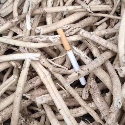 五大连池 白鲜皮