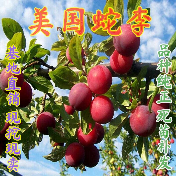 美国蛇李苗  嫁接美国红李子树苗，南北方种植庭院种植，当年结果，盆栽地栽苗