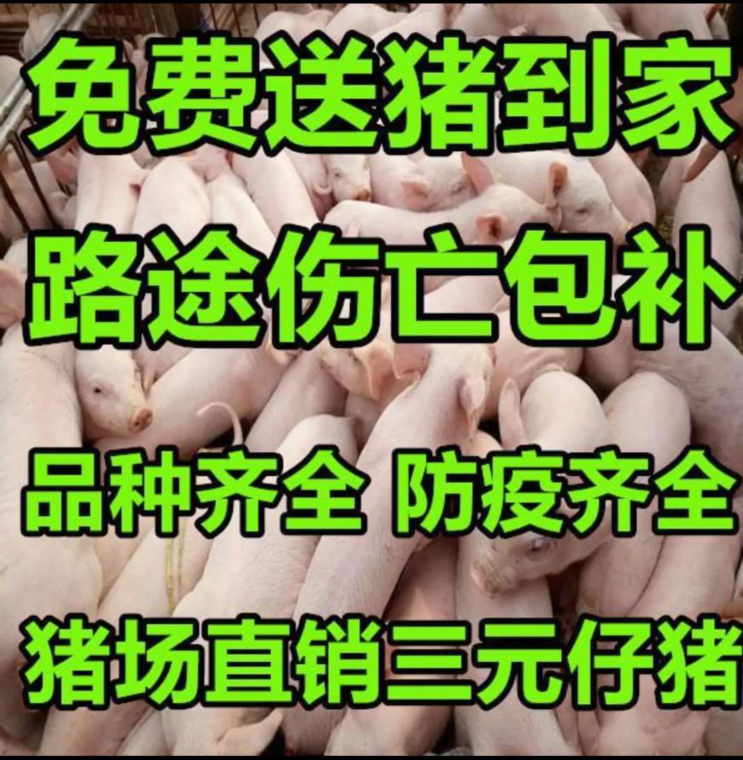 沂水县三元猪  三元仔猪  大型猪场 全国包运 小猪苗 仔猪防疫齐全 包回收