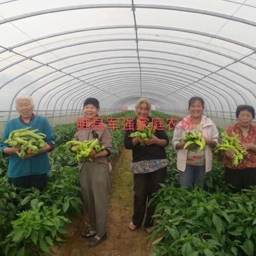 睢县175/808黄皮辣椒