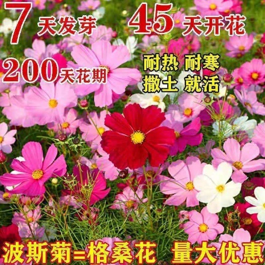波斯菊种子 波斯菊花种子格桑花种籽子四季开花易活花籽庭院