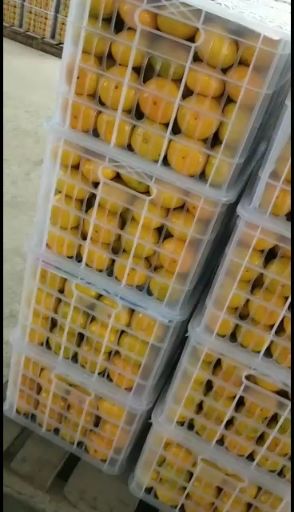 柑桔蜜桔 特早 蜜橘产地直销 自家果量大价美 支持平台交易