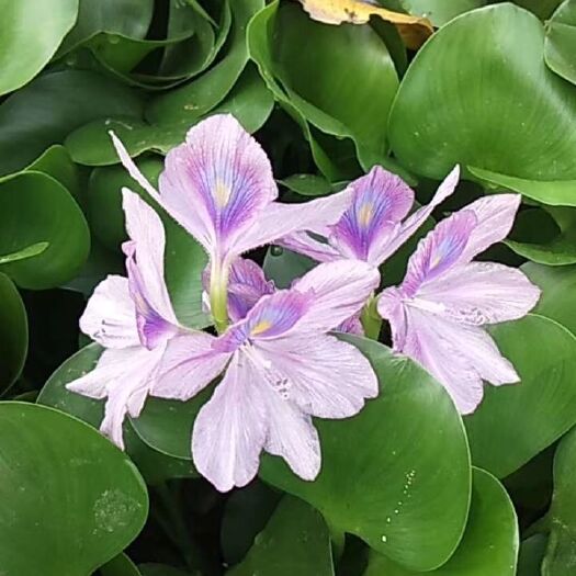 彭泽县 凤眼兰，水葫芦，净化水质，绿化环境，大量供货