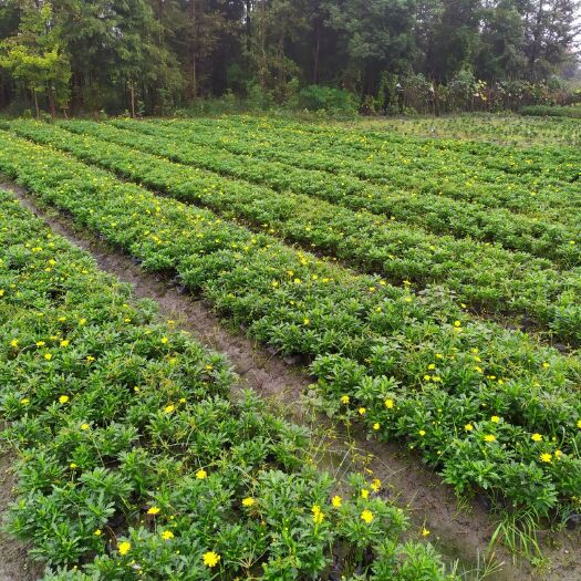 成都木春菊苗 16杯精品 木春菊 黑土