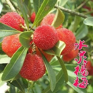 平邑县 杨梅树