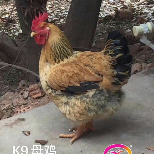 广州K9鸡苗  k9母鸡苗也有公鸡，成年体重公9斤，母5-6斤