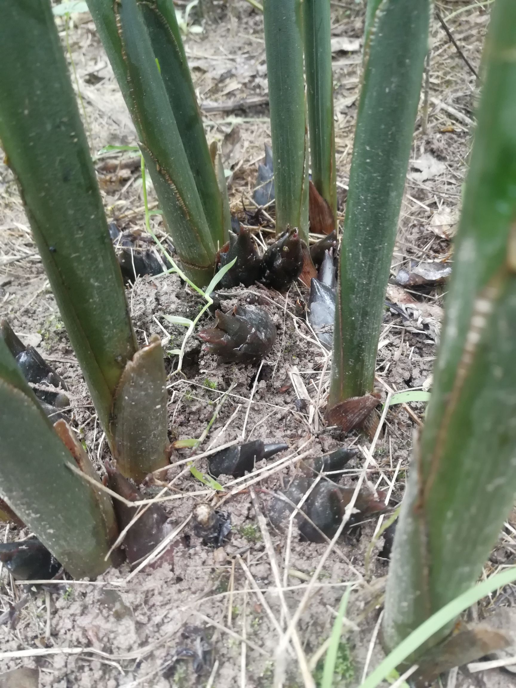 阳荷种苗洋火种根现挖现发保质保量当年见效提供增值税专用发票