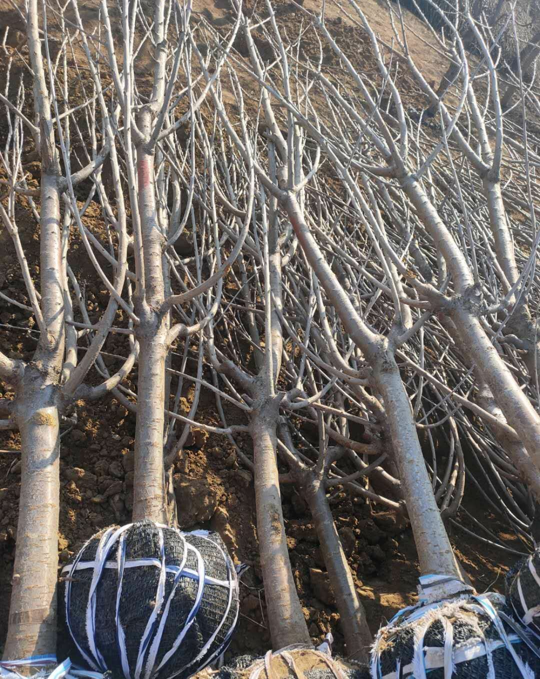 俄罗斯8号樱桃苗  樱桃苗