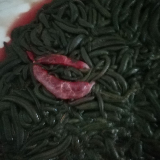 重庆市菲牛蛭