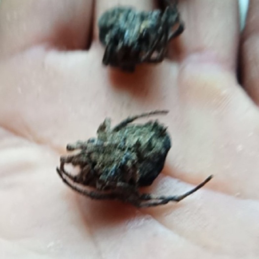 中药材大蜘蛛。