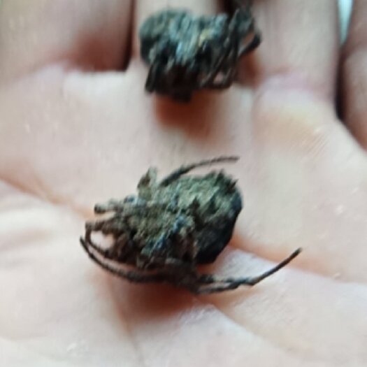 涡阳县中药材大蜘蛛。