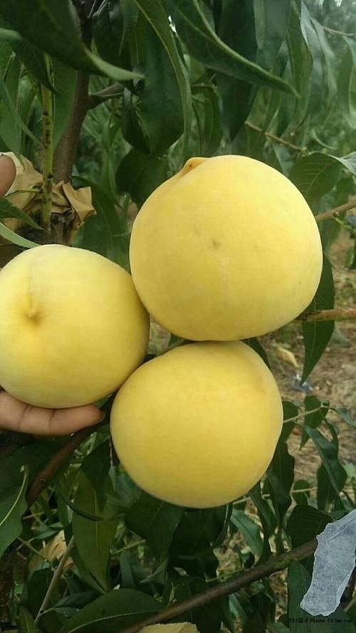 平邑县黄金冠树  ，锦绣黄桃苗，黄金蜜4号味甜皮薄，离核脆甜南北方