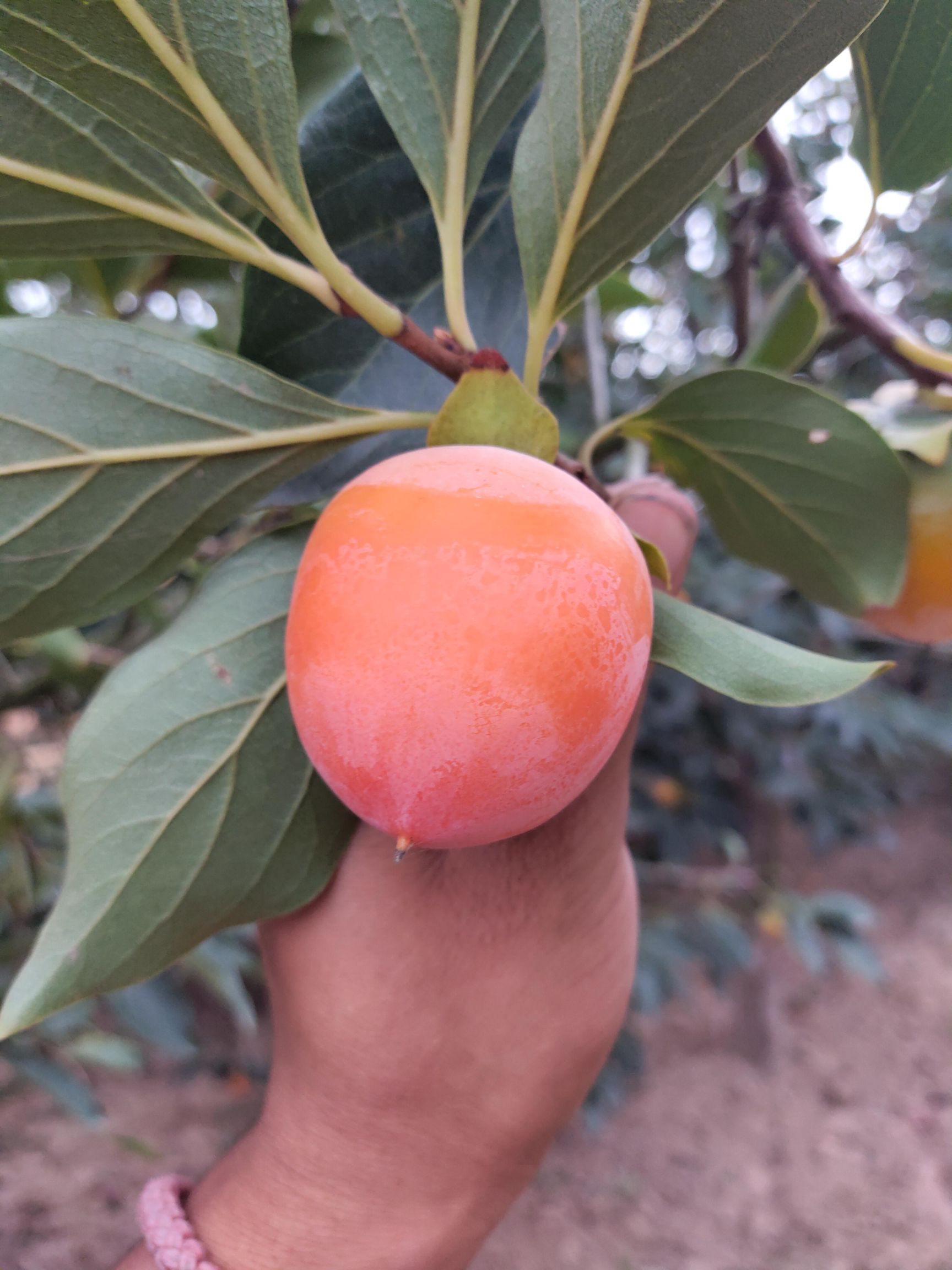 鱦л  ˮ޹޵֬