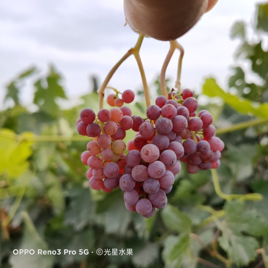 鄯善县梭梭葡萄干（花蕾葡萄干）