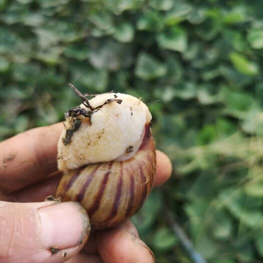 颍上县 长年出售优质白玉蜗牛