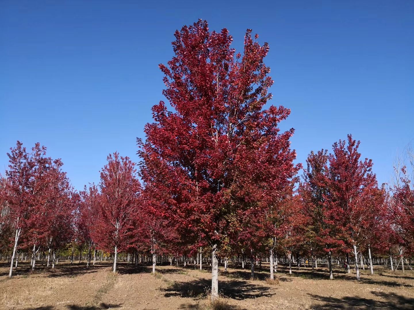  盛世绿源美国红枫3-28公分