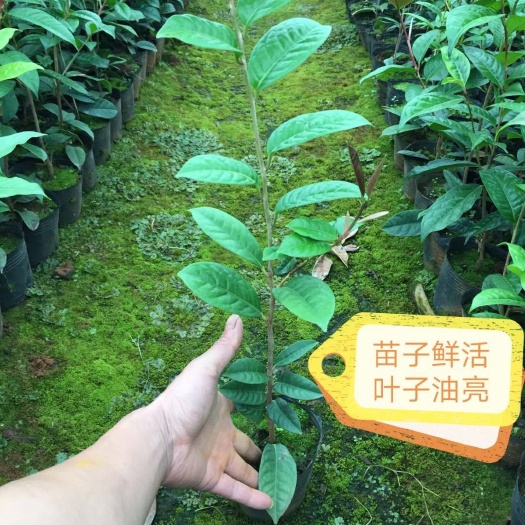 金花茶种子 基地直销专业批发散卖广西防城金花茶30—70高杯