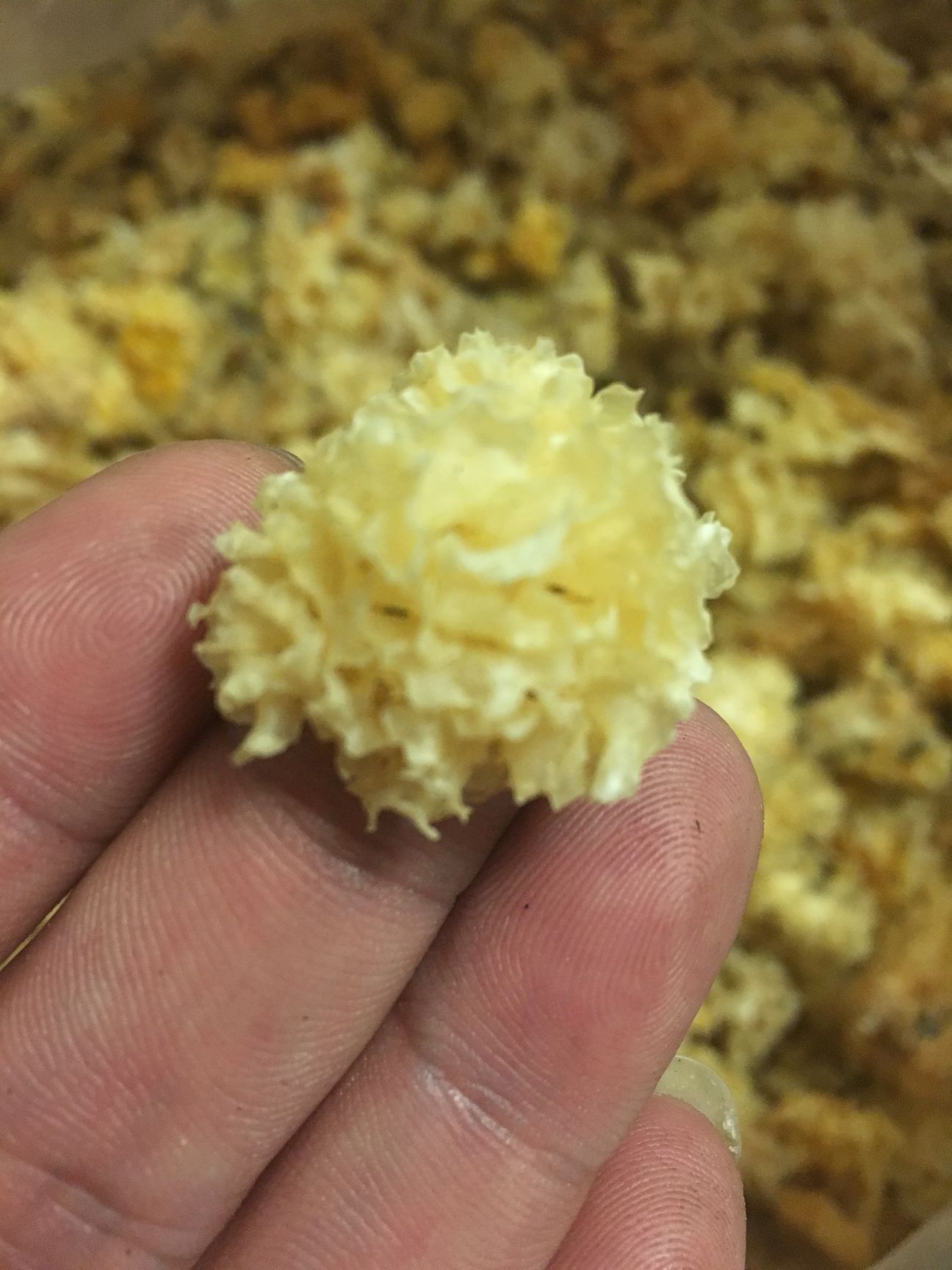 小银耳椴木银耳白木耳