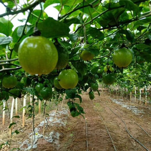 弥勒市芭乐黄金百香果 绿色 