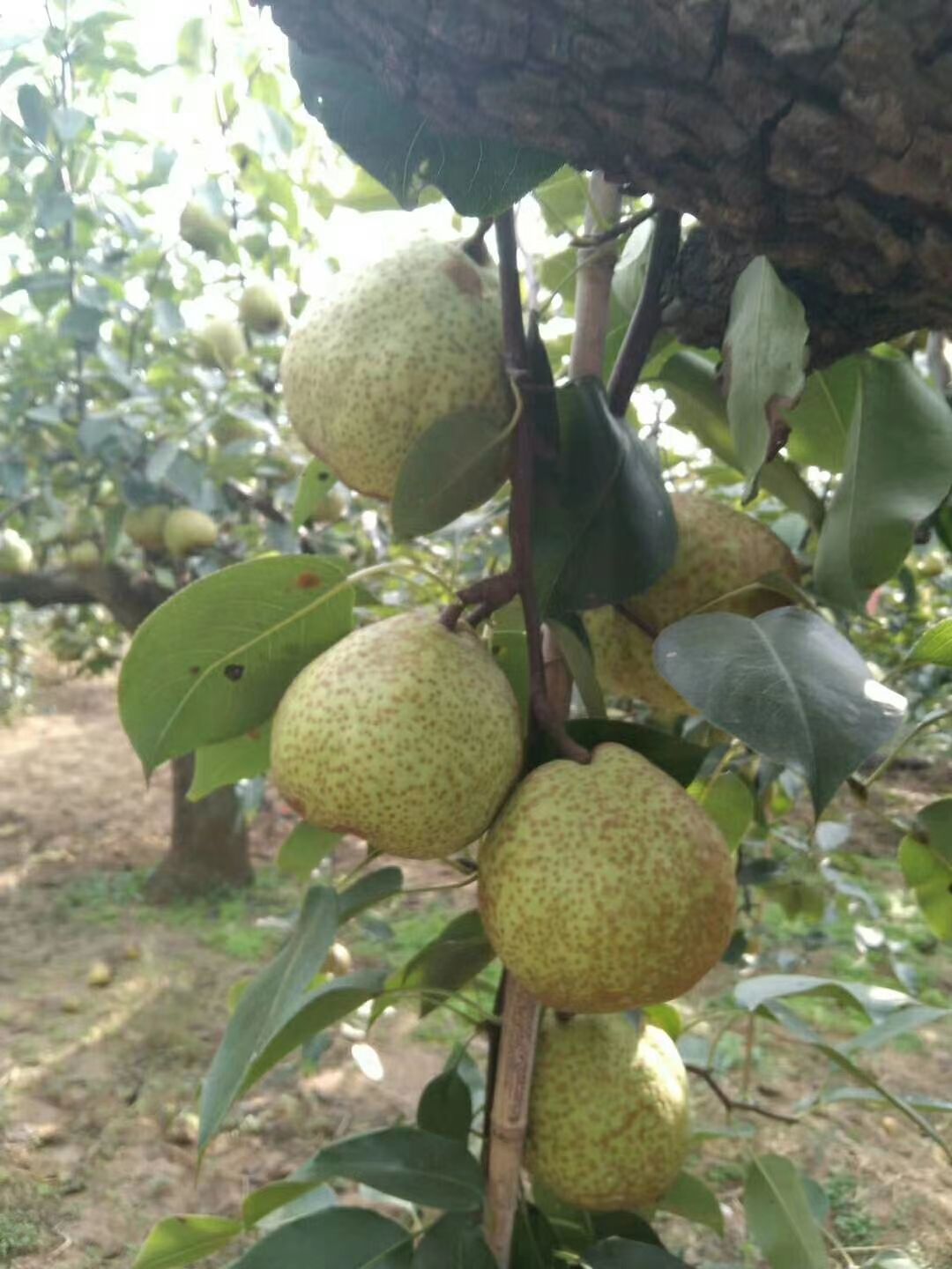 山东省烟台莱阳梨之乡，自产自销一手货源。