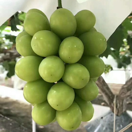 咸阳阳光玫瑰葡萄苗  保证苗子质量纯度    提供技术服务
