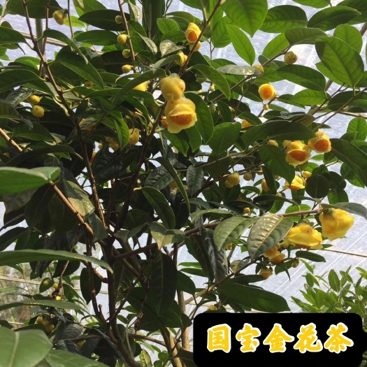 荔浦市金花茶苗  基地直销专业正宗广西防城金花茶直径2-3分种子苗批发散卖