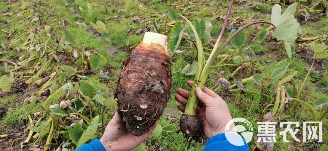 香芋种 荔浦芋头种苗 包粉包糯 提供种植技术指导