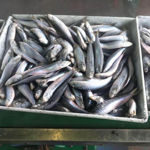 阳江青鳞鱼  大量出售罐头级别沙丁鱼大量从优