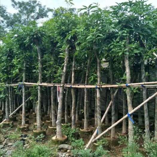 普宁市芒果苗  芒果树，自家苗圃，5—12公分