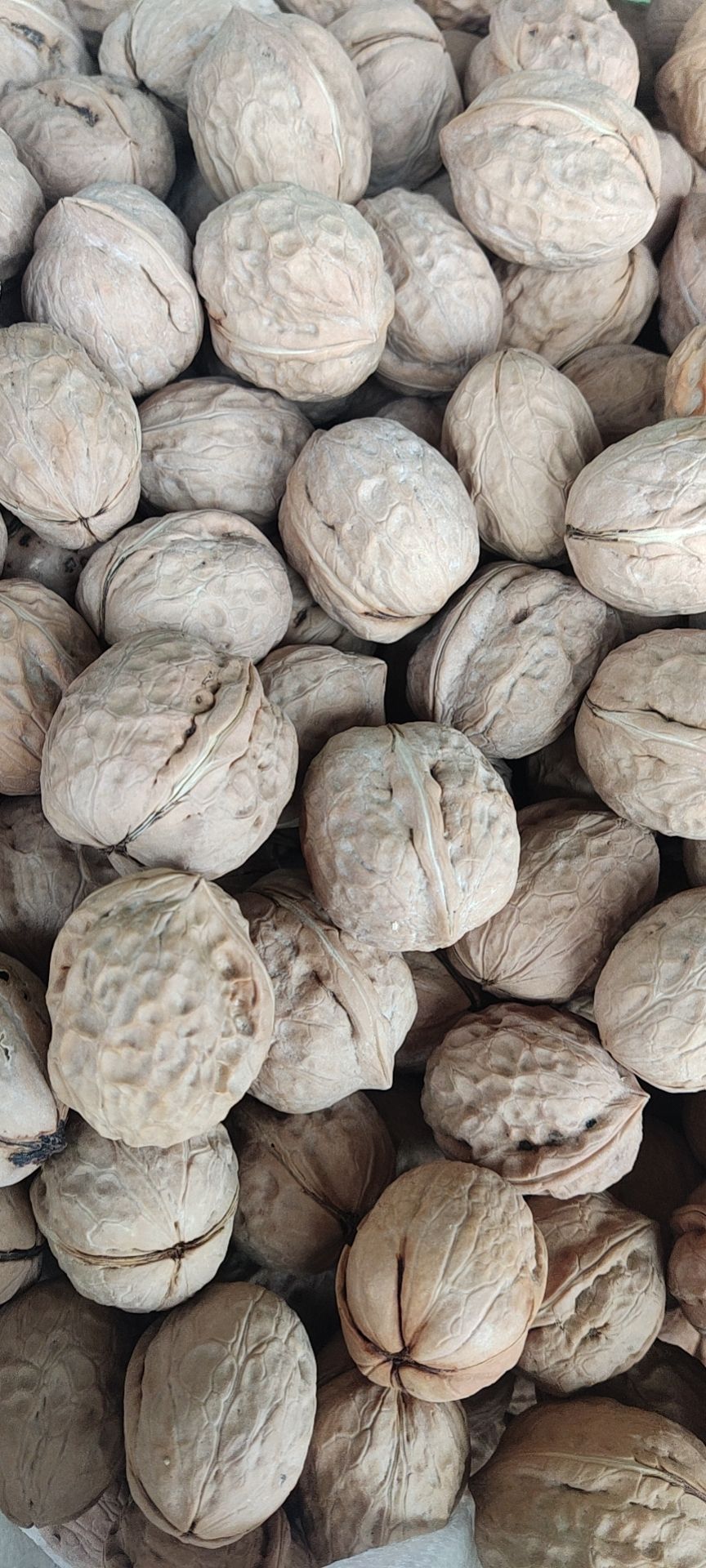 薄皮核桃  10袋起，4.7元一斤，产地直销，优惠价，快