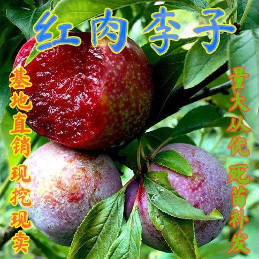 平邑县红心李子苗  嫁接红肉李子树苗，南北方种植庭院种植，当年结果，地栽盆栽苗