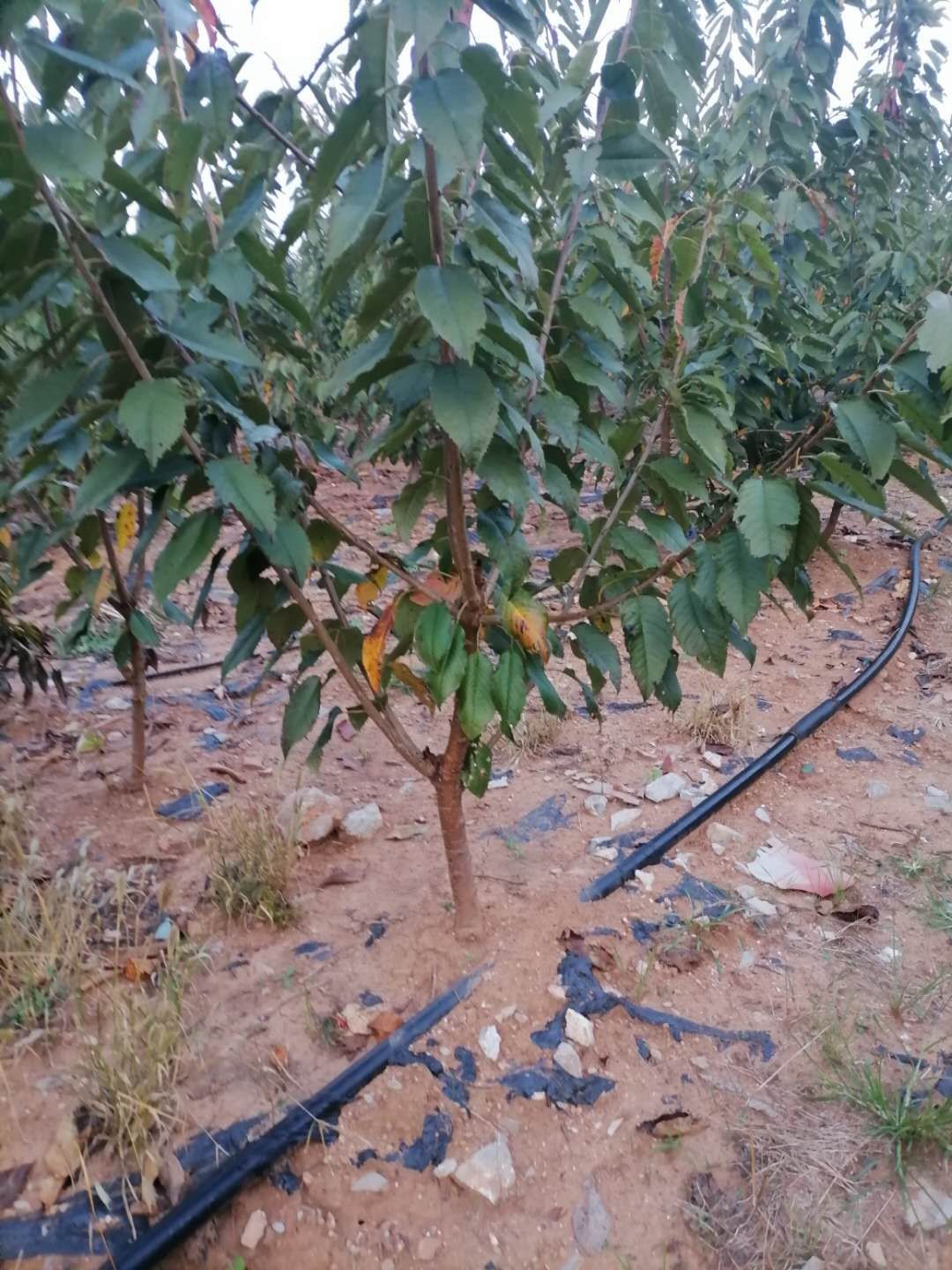 俄罗斯8号樱桃苗  俄八樱桃苗出售