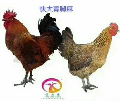 广州青脚麻鸡苗  快大青脚麻母鸡苗可鉴别公母