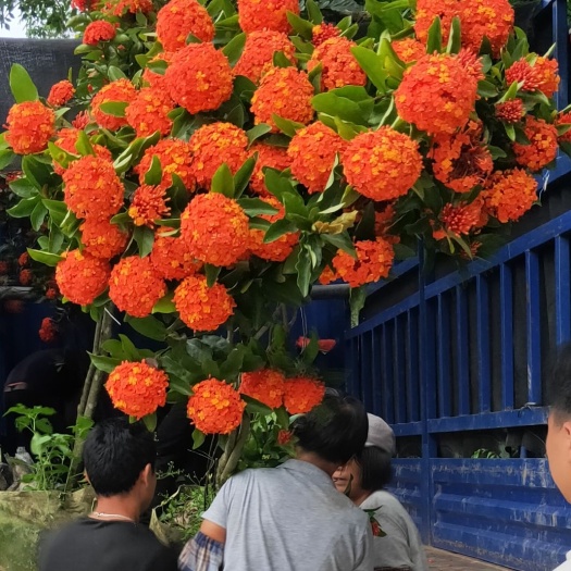 德庆县龙船花 两年苗，当年开花