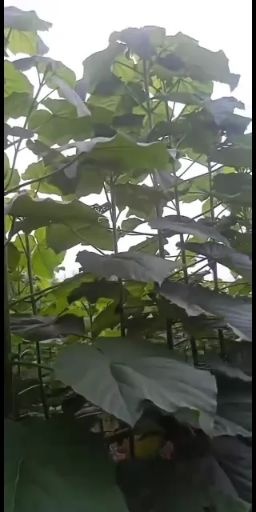 兰考县兰考焦裕禄泡桐基地欢迎您