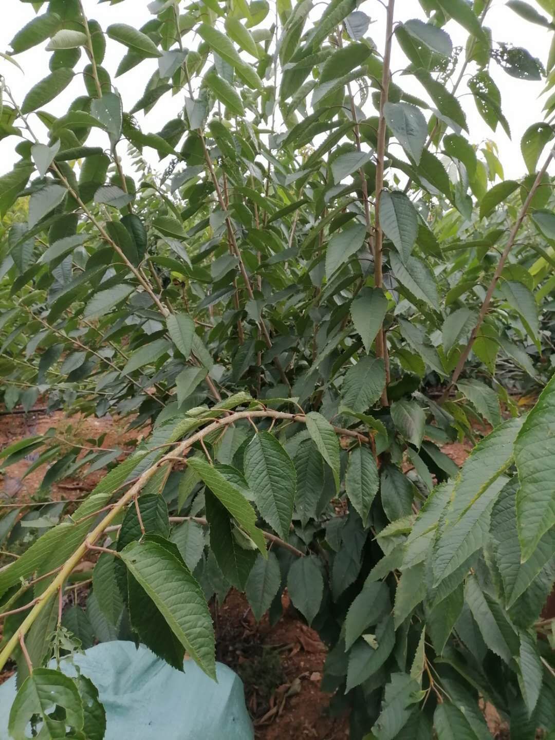 俄罗斯8号樱桃苗  俄八樱桃苗出售
