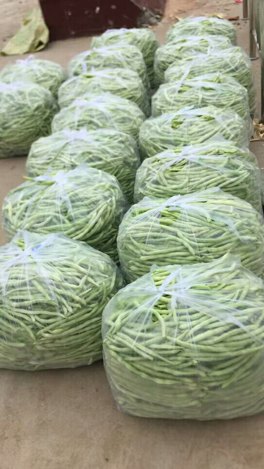 架豆王豆角 白豆王批发