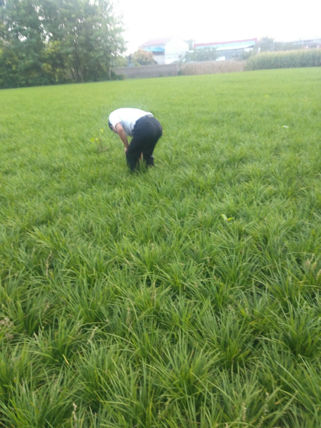 中药麦冬草