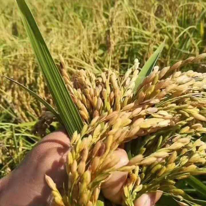 24年新米上市！农户直供稻花香2号大米现磨现卖包邮