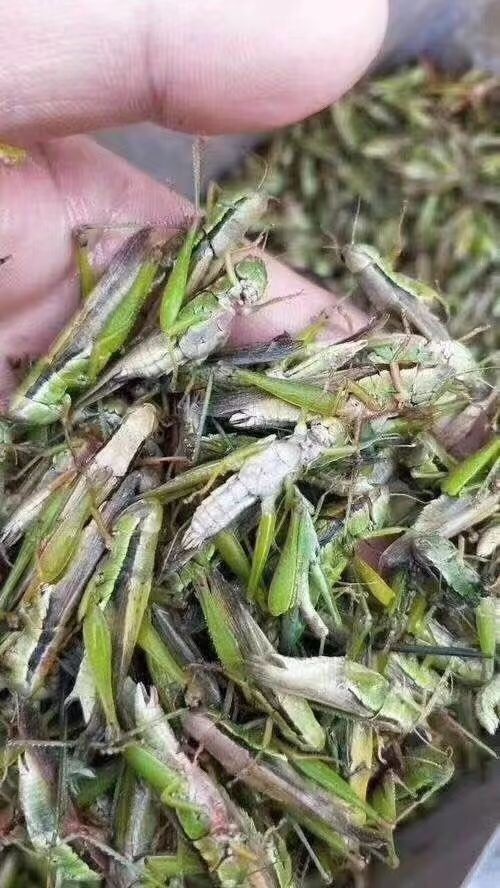 融水县小稻蝗蛋白质高