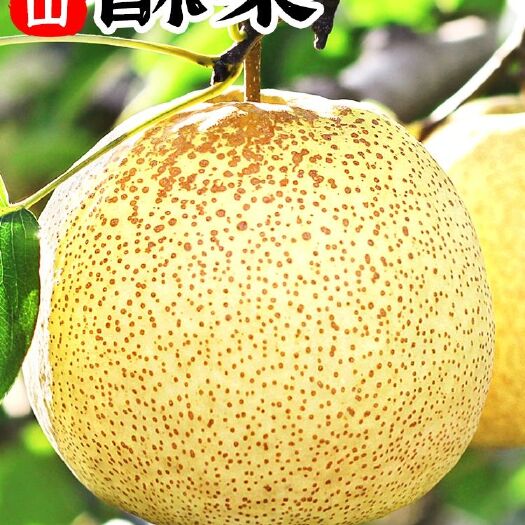 砀山县砀山梨砀山酥梨砀山水果代办专业水果代收