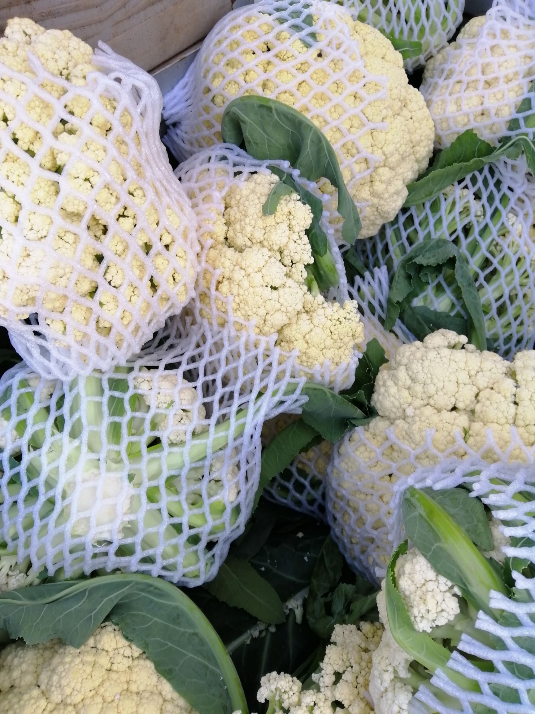 白面青梗松花菜  白面，青梗松花已大量上市