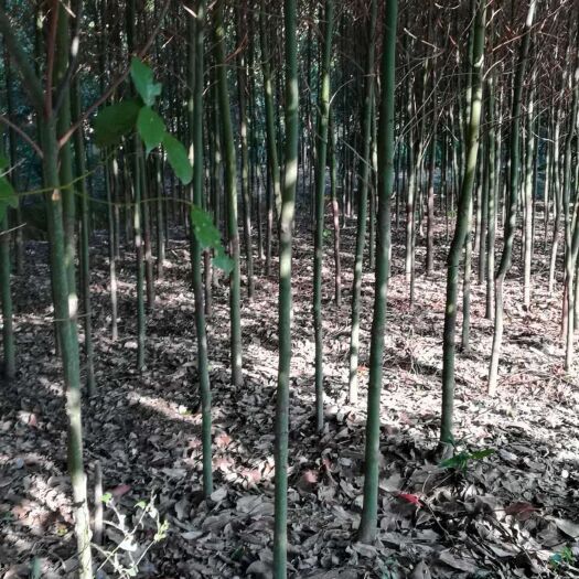 咸宁小叶樟 地径2公分香樟小苗。30起量。