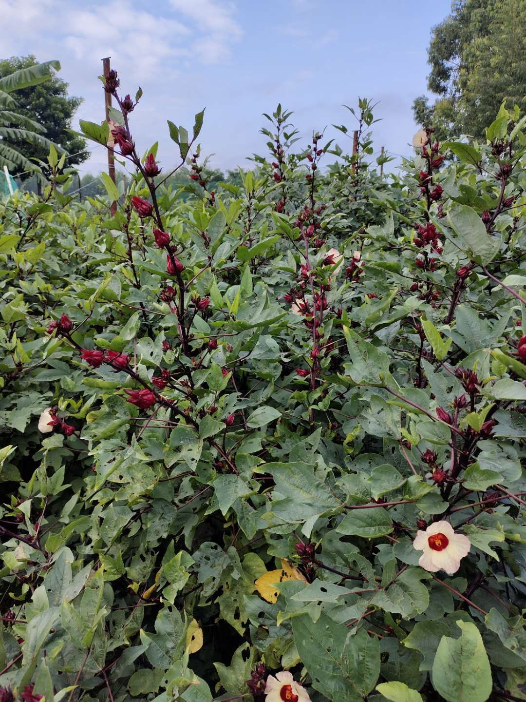 洛神花茶 洛神花，别名玖瑰茄丶红桃K